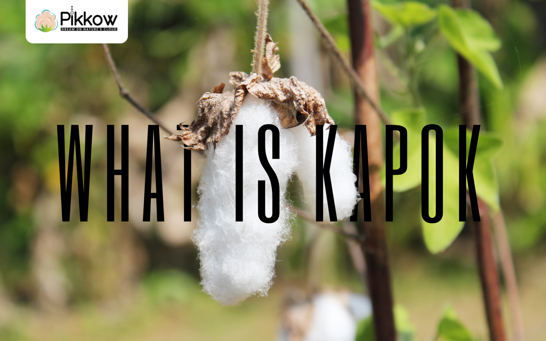 What is Kapok fiber? and How it benefits you.