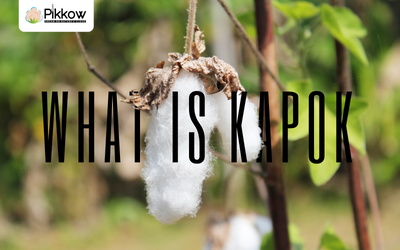 What is Kapok fiber? How does it benefit you?